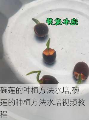 碗莲的种植方法水培,碗莲的种植方法水培视频教程