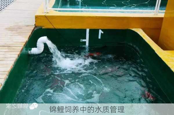 锦鲤饲养中的水质管理