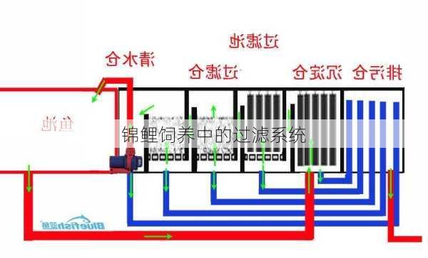 锦鲤饲养中的过滤系统