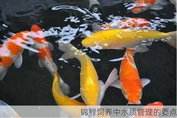 锦鲤饲养中水质管理的要点