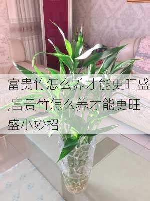 富贵竹怎么养才能更旺盛,富贵竹怎么养才能更旺盛小妙招