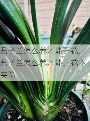 君子兰怎么养才能开花,君子兰怎么养才能开花不夹箭